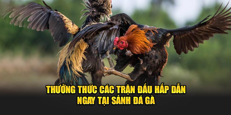 Thưởng thức các trận đấu hấp dẫn ngay tại sảnh đá gà